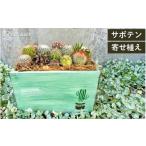 花 苗木 サボテンの寄せ植えアレンジ aju