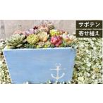 花 苗木 多肉植物の寄せ植えアレンジ ちびサボテン入り