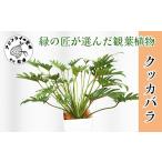花 苗木 緑の匠がえらんだ観葉植物 素敵な空間づくりに