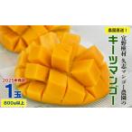 ふるさと納税 マンゴー 沖縄県 宜野座村 2025年発送 農園直送 宜野座村 久志マンゴー農園のキーツマンゴー1玉(800g以上) フルーツ 甘い 美味しい 特徴 香…