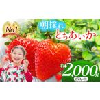 いちご とちあいか 朝採れのいちご 朝摘み 約250g×8パック