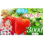 いちご とちあいか 朝採れのいちご 朝摘み 約250g×12パック