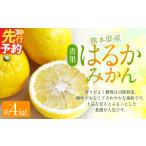 果物類 みかん はるかみかん 約4kg