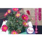 花 マーガレット シンプリーコーラル 5号鉢