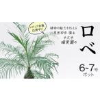苗木 ロベ 6号~7号ポット 1点 家庭 で 園芸