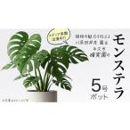 苗木 モンステラ 5号ポット 1点 家庭 で 園芸