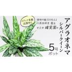 苗木 アグラオネマ シルバークイーン 5号ポット
