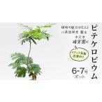 苗木 ピテケロビウム 6号~7号ポット 1点