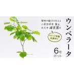 苗木 ウンベラータ 6号ポット 1点 家庭 で