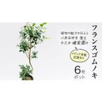 苗木 フランスゴムノキ 6号ポット 1点 家庭