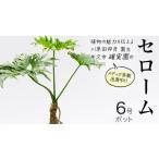 苗木 セローム 6号ポット 1点 家庭 で 園芸