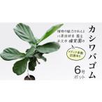 苗木 カシワバゴム 6号ポット 1点 家庭 で