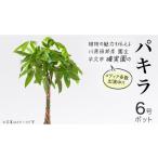 苗木 パキラ 6号ポット 1点 家庭 で 園芸 鉢植え