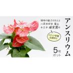 苗木 アンスリウム 5号ポット 1点 家庭 で