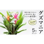 苗木 グズマニア 5号ポット 1点 家庭 で 園芸