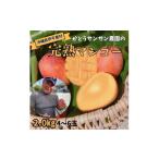 ふるさと納税 マンゴー 沖縄県 伊平屋村  2026年7月頃発送 離島の恵み　完熟マンゴー2.0kg 1573531