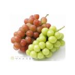 ふるさと納税 ぶどう マスカット 山梨県 甲州市 クール配送 サンシャインレッド シャインマスカット 計1.2kg以上 2026年発送 (MS)C1-162 サンシャインレッド…