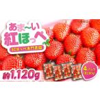 ふるさと納税 いちご 広島県 福山市 いちご 2026年1月上旬より順次発送 先行予約 産地直送 いちご 紅ほっぺ 280g×4パック<立花いちご農園>福山市 いち…