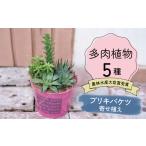 花 苗木 多肉植物5種 令和元年 農林水産大臣賞受賞