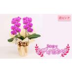 花 指定日対応 ミディピンク 濃ピンク 2本立て