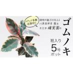 苗木 ゴムノキ 斑入り 5号ポット 1点 家庭