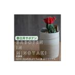 花 苗木 多治見市× コラボ 美濃焼 MINO