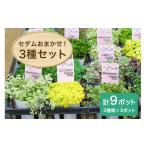 苗木 セダムお任せ 3種類×3ポットセット