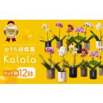 花 胡蝶蘭 ウッド鉢 産直胡蝶蘭 カララ 12鉢セット