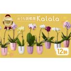 花 胡蝶蘭 12鉢セット 産直胡蝶蘭 カララ