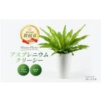 苗木 2026年4月上旬~発送 観葉植物