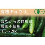 野菜類 有機キュウリ 接ぎ木ではない昔ながらの自根
