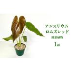 苗木 アンスリウム ロムズレッド 観葉植物