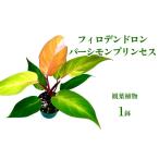 苗木 フィロデンドロン パーシモンプリンセス