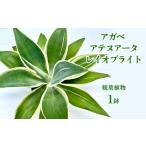 苗木 アガベ アテヌアータ レイオブライト