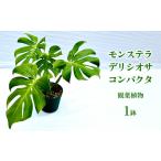 苗木 モンステラ デリシオサ コンパクタ 観葉植物