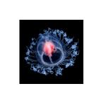 写真 1点のみ特別価格 ふるさと大使 海洋生物写真家