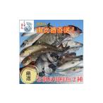 旬の鮮魚等 しずまえ お刺身用鮮魚ボックス