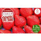 ふるさと納税 いちご 栃木県 壬生町 甘熟とちおとめ 20粒 各300g×4p | とちおとめ いちご 苺 栃木県 果物 フルーツ 北海道・沖縄・離島への配送不可 2026年1…