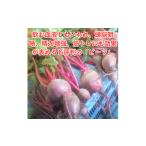野菜類 栄養 ビーツの奇跡 まるごと味わう