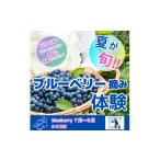 イベントやチケット等 7 8月 ブルーベリー食べ放題