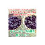 果物類 7 8月 完熟ブルーベリー2種類食べ比べセット