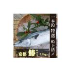 旬の鮮魚等 サワラ 一本釣 特選船上活〆サワラ