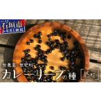 花 苗木 カレーリーフの種 15粒