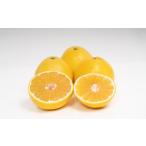 ふるさと納税 みかん・柑橘類 愛媛県 -  訳あり 河内晩柑 10kg 晩柑 柑橘 訳あり みかん 蜜柑 ミカン フルーツ 果物 くだもの 愛媛みかん 愛媛県産 2026年4月…