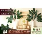 花 苗木 植物 備後 榊 サカキ 切り枝 1束サイズ1セット 2束…