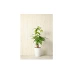 花 苗木 パキラ 観葉植物 植物 グリーン プラント