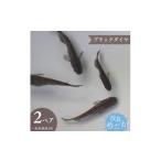 生き物 ブラックダイヤ 美しき 改良めだか
