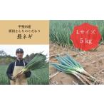 野菜類 ねぎ 原田さんちのこだわり長ネギ