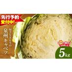 ふるさと納税 野菜類 大阪府 泉佐野市  先行予約 泉州キャベツ 5kg 2〜5玉 射手矢農園 訳あり サイズ不揃い 新鮮 野菜 泉佐野産 やさい 射手矢農園 高評価 数…
