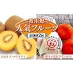 果物類 みかん フルーツ定期便A 2回 さぬきゴールドキウイ …